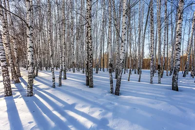 Серебряная береза зимой покрыта снегом стоковое фото ©gorvik 7466757 картинки