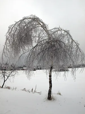 Белая береза. Фотограф Александр Нерозя картинки