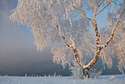 Как хороши зимой березы. - Всем учителям картинки