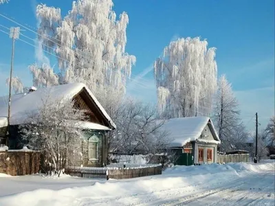 Береза в зимнем лесу - 75 фото картинки