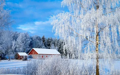 Ветви дерева березы зимой в инее на фоне синего неба. Stock Photo | Adobe  Stock картинки