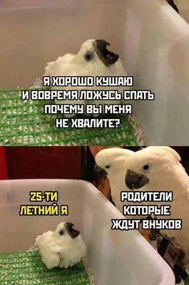 Я: 'выкладываю товар на Авито* Все молодые мамочки города: бесплатно? /  Приколы для даунов :: авито :: разное / картинки, гифки, прикольные  комиксы, интересные статьи по теме. картинки