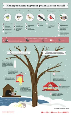 Почему мы кормим птиц зимой » Администрация Усманского муниципального  района Липецкой области, официальный сайт картинки