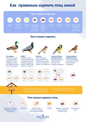 Как правильно кормить птиц зимой - В Слободском – портал города и района картинки