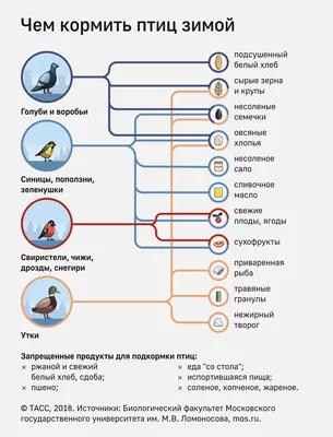 Хочу покормить птиц! Как это сделать правильно? — Ревда-инфо.ру картинки