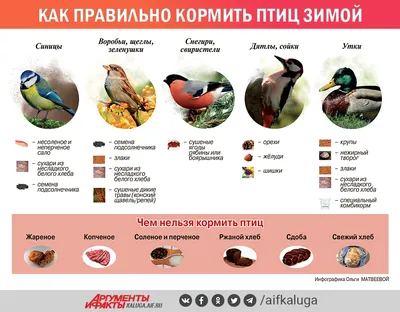 Чем можно и нельзя кормить птиц зимой - Лайфхакер картинки