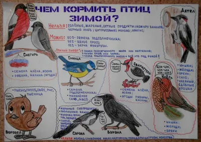 Как правильно кормить птиц - Инфографика ТАСС картинки