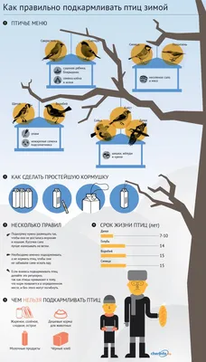 Чем кормить птиц зимой – не навреди! | Полезно (Огород.ru) картинки