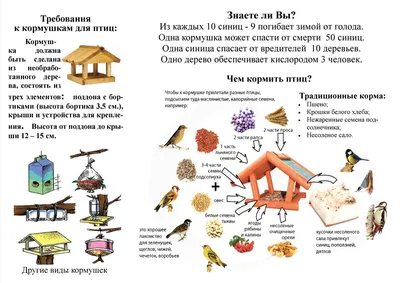 Чем зимой в Калуге подкармливать птиц? Инфографика | ПАМЯТКА | ИНФОГРАФИКА  | АиФ Калуга картинки