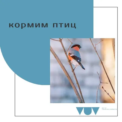 Если начали кормить птиц зимой, делайте это до последнего снега —  орнитологи / Статья картинки