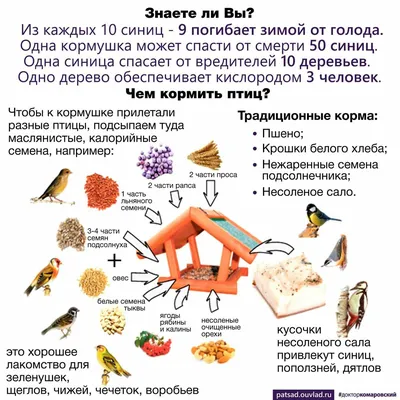 Оставаться людьми. Чем и зачем кормить птиц зимой: Общество: Облгазета картинки