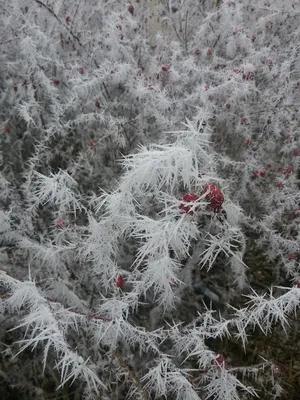 Чудесная жизнь леса зимой (фотоотчет) (3 фото). Воспитателям детских садов,  школьным учителям и педагогам - Маам.ру картинки