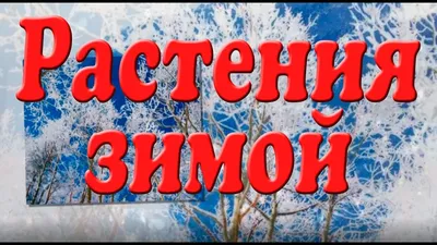 Дерево зимой – рисунок гуашью показывает состояние дерева зимой –  рисунок.\"Ручеёк\" Экологический клуб для детей и родителей картинки