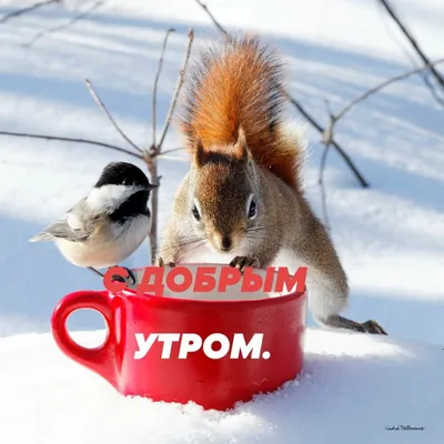 С добрым утром Пятница!🤗💗❄️🌨️ | Рождественские поздравления, Открытки, Доброе  утро картинки