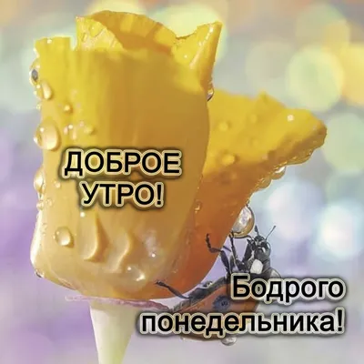Открытки \"Доброго декабрьского утра!\" (100+) картинки