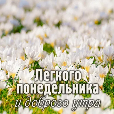 Понедельник! Доброе утро! | TikTok картинки