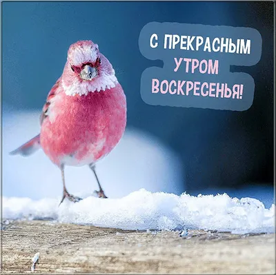 Последнее воскресенье зимы😉❄️🌷! #доброеутро#последнеевоскресен... | TikTok картинки