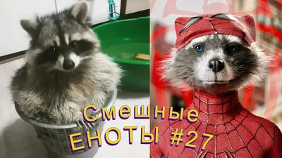 Cмешные ЕНОТЫ #27 / Приколы с ЕНОТАМИ 2022 / Funny Raccoons. - YouTube картинки