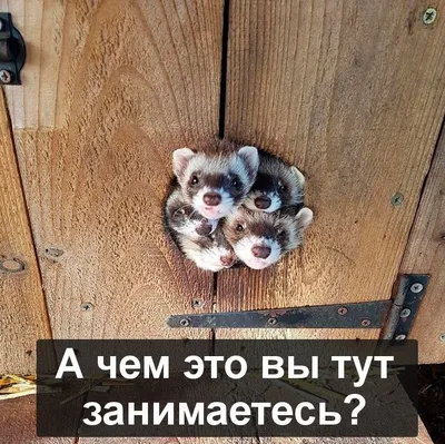 А чем это вы тут занимаетесь? #енот #животные #природа #юмор #приколы |  Животные, Енот, Мемы картинки