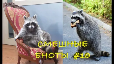 Cмешные ЕНОТЫ #10 / Приколы с ЕНОТАМИ 2020 / Funny Raccoons. - YouTube картинки