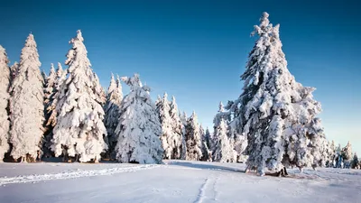 🎄 Новогодний фон, природа, зима …» — создано в Шедевруме картинки