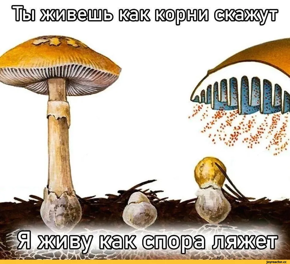 Юмор Про Грибы Картинки