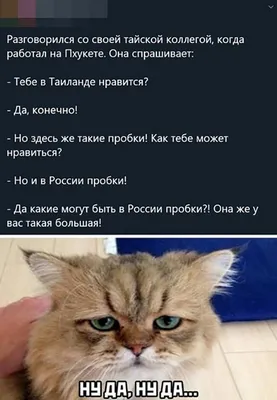 Приколы , шутки , юмор и прикольные картинки а так же мемы , демотиваторы.  Часть 3 | Borkislots | Дзен картинки