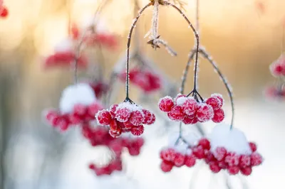 Winter Wonderland: Vibrant Red Berries and Snowy Branches картинки