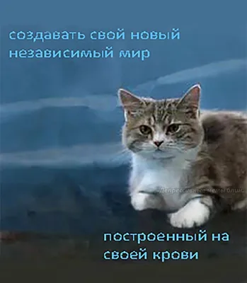 ДЕПРЕССИЯ ЧТО ЭТО? Это-не только упадок сил, ной возможность осознать смысл  жизни. / котоматрица / смешные картинки и другие приколы: комиксы, гиф  анимация, видео, лучший интеллектуальный юмор. картинки