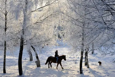 Красота зимы - 67 фото картинки