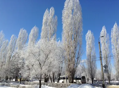 Красота зимы картинки