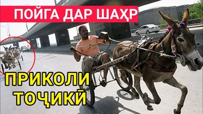 Приколи точики | ВКонтакте картинки