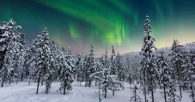 Фото ели Зима Природа снегу Здания Времена года картинки