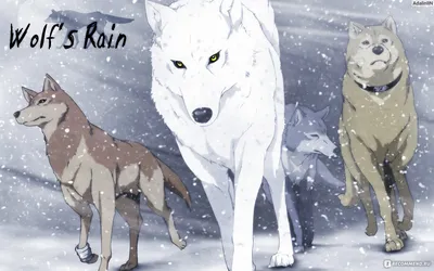 Wolf's Rain OVA / Аниме картинки