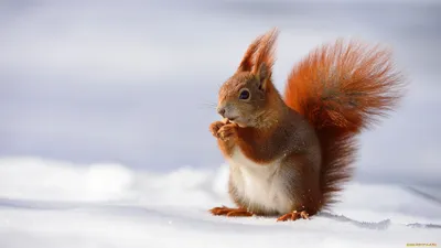 Squirrel, или что едят белки зимой картинки