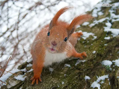 белки в дупле зимой: 8 тыс изображений найдено в Яндекс.Картинках |  Squirrel, Pet birds, Animals картинки