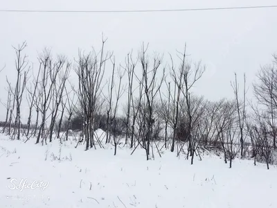 Обои на рабочий стол Деревья зимой под разноцветным небом, обои для  рабочего стола, скачать обои, обои бесплатно картинки