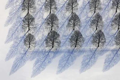 Снежные Деревья Зимой — стоковые фотографии и другие картинки Pinaceae -  Pinaceae, Без людей, Ветвь - часть растения - iStock картинки