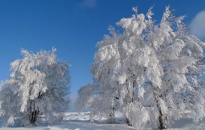 Побелка деревьев зимой картинки