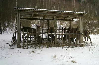 Макет по познавательному развитию «Дикие животные зимой» (10 фото).  Воспитателям детских садов, школьным учителям и педагогам - Маам.ру картинки