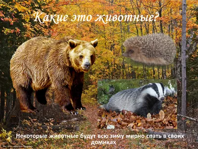 Детский сад: НОД по экологии. Тема: «Зимовье зверей. Кто как к зиме  готовится» картинки