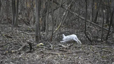 Помощь диким птицам и животным зимой. Алтайский краевой детский  экологический центр. АКДЭЦ v.2 картинки