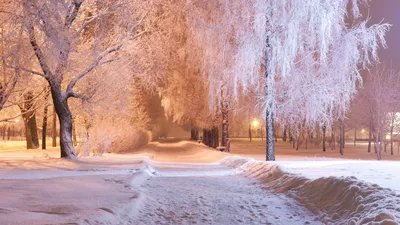 Wallpaper Winter park Snow Night Trees Cities 2560x1440 картинки