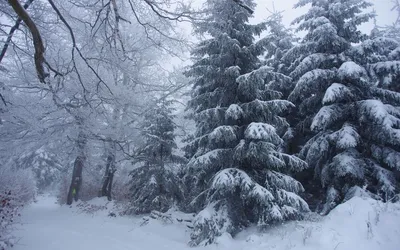 Обои Ели зимой, картинки - Обои для рабочего стола Ели зимой фото из  альбома: (природа) картинки