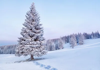 Красавица ель зимой! - Wow, №959583726 | Фотострана – cайт знакомств,  развлечений и игр картинки