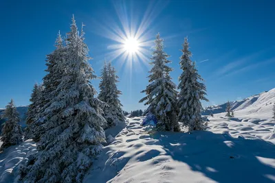 С первым днем зимы! ❄️ зима, ели, …» — создано в Шедевруме картинки