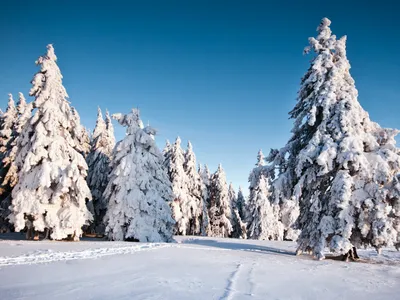 Картина на холсте Ели зима пейзаж природа елки сосны (5) 70х100 см - купить  по низкой цене в интернет-магазине OZON (1247229121) картинки