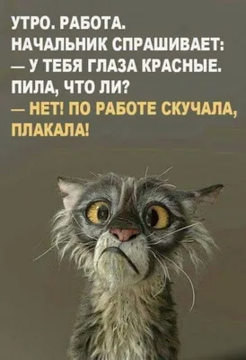 Лг Не за гдьте: Сегодня работаем! Работаем с самого утра Как утром начнём  работать, так до с / смешной прикол :: бухать :: выходные :: работа ::  смешные картинки (фото приколы) / картинки