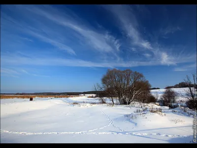 Березки / конец зимы картинки