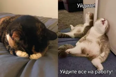 Смешное фото и видео - #главное #жизнь #такойжекакиты #коты #кошки #юмор  #животные #приколы #любимцы | Facebook картинки